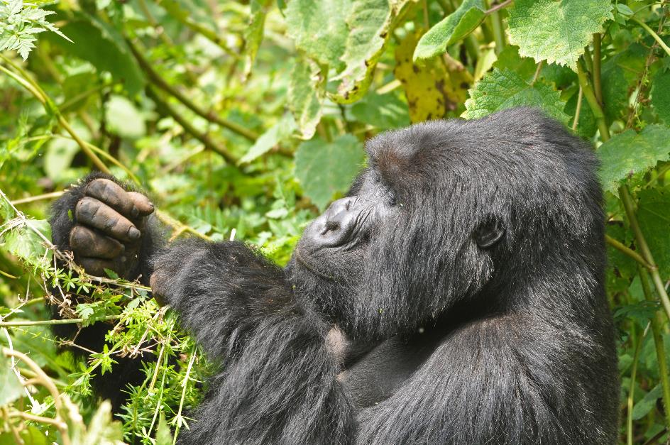 D:\DataFoto\Foto's - Reizen\2016-07-11 Oeganda - Rwanda\26 Virunga Gorilla Trekking\Best Of\OERW3454y.jpg