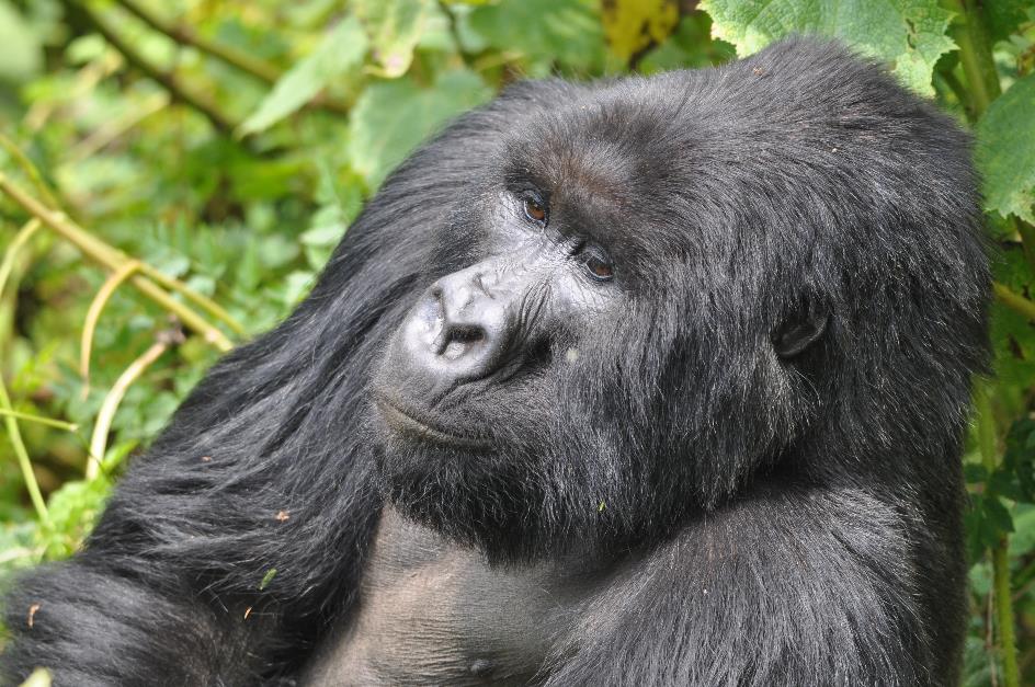D:\DataFoto\Foto's - Reizen\2016-07-11 Oeganda Rwanda\26 Virunga Gorilla Trekking\OERW3452.JPG