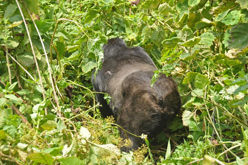 D:\DataFoto\Foto's - Reizen\2016-07-11 Oeganda Rwanda\26 Virunga Gorilla Trekking\OERW3452.JPG