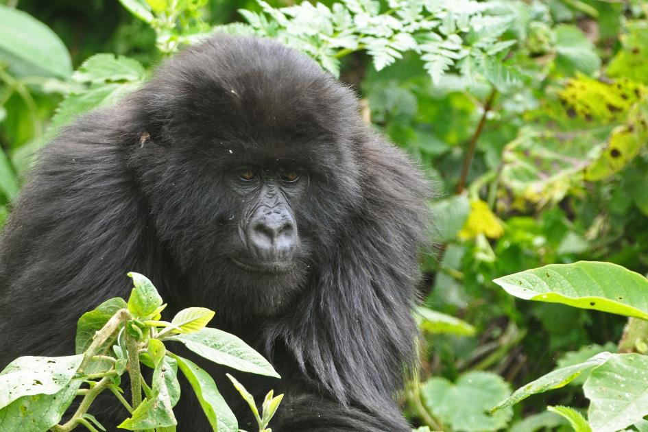 D:\DataFoto\Foto's - Reizen\2016-07-11 Oeganda - Rwanda\26 Virunga Gorilla Trekking\Best Of\OERW3467y.jpg