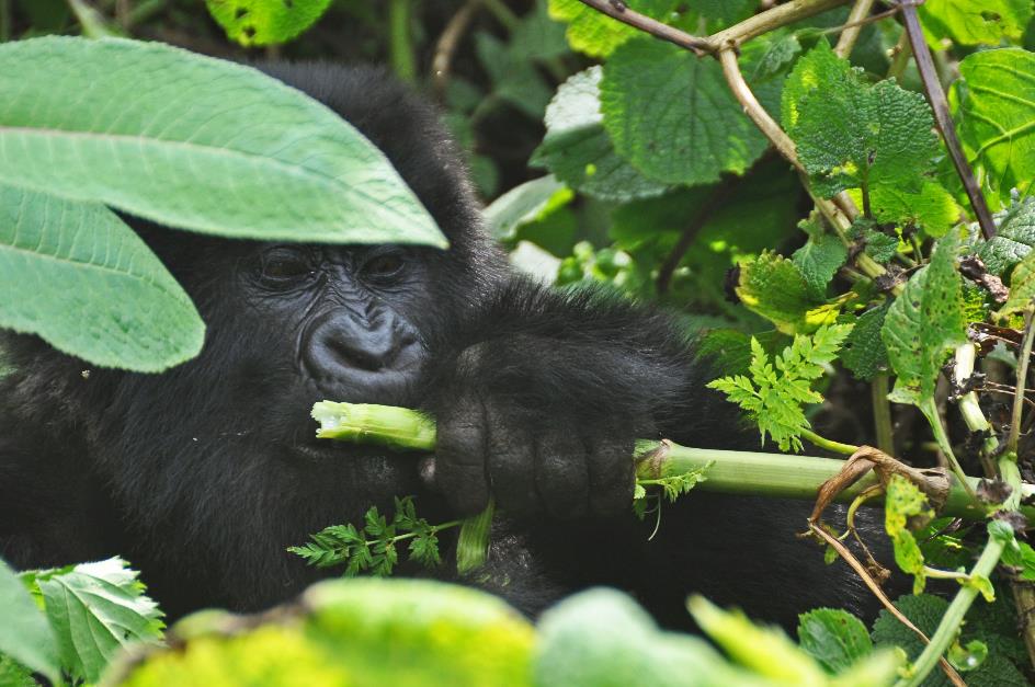 D:\DataFoto\Foto's - Reizen\2016-07-11 Oeganda - Rwanda\26 Virunga Gorilla Trekking\Best Of\OERW3437y.jpg