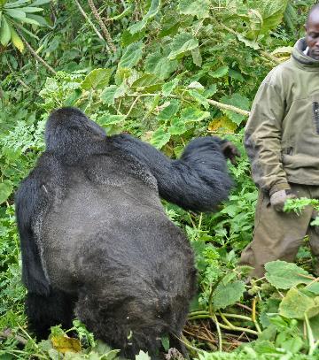 D:\DataFoto\Foto's - Reizen\2016-07-11 Oeganda - Rwanda\26 Virunga Gorilla Trekking\Best Of\OERW3437y.jpg