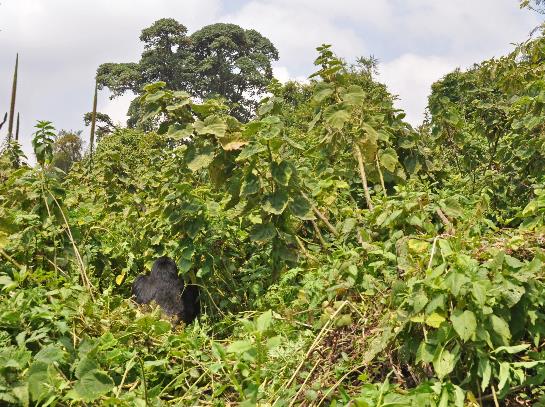 D:\DataFoto\Foto's - Reizen\2016-07-11 Oeganda - Rwanda\26 Virunga Gorilla Trekking\Best Of\OERW3541q.jpg