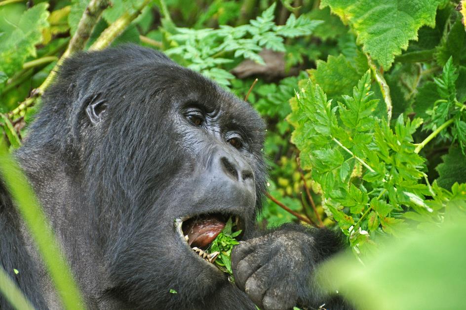 D:\DataFoto\Foto's - Reizen\2016-07-11 Oeganda - Rwanda\26 Virunga Gorilla Trekking\Best Of\OERW3523y.jpg