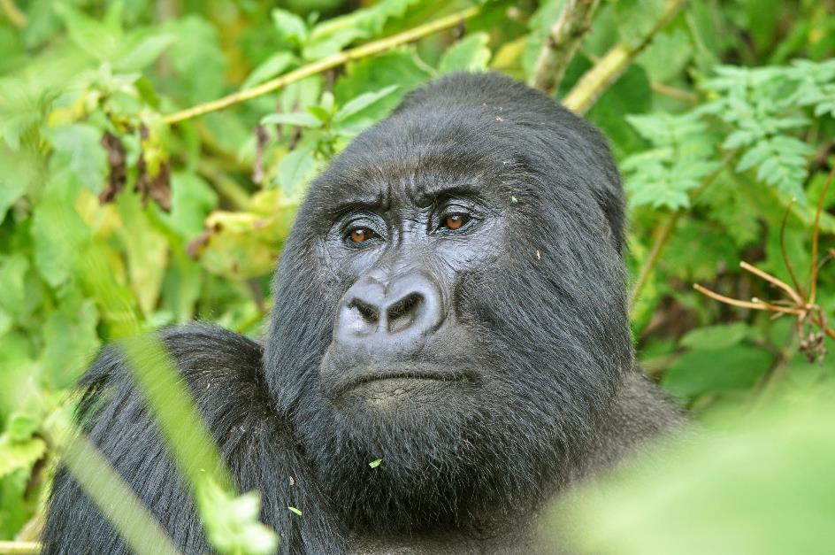 D:\DataFoto\Foto's - Reizen\2016-07-11 Oeganda - Rwanda\26 Virunga Gorilla Trekking\Best Of\OERW3523y.jpg