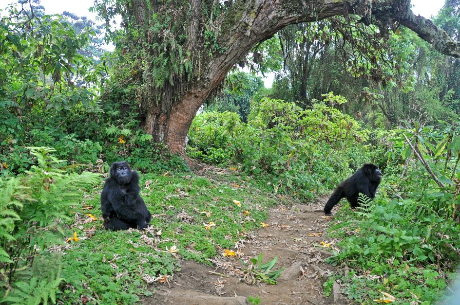 D:\DataFoto\Foto's - Reizen\2016-07-11 Oeganda - Rwanda\26 Virunga Gorilla Trekking\Best Of\OERW3531y.jpg