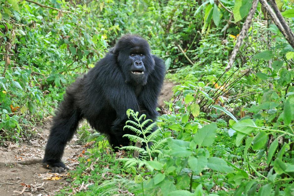 D:\DataFoto\Foto's - Reizen\2016-07-11 Oeganda - Rwanda\26 Virunga Gorilla Trekking\Best Of\OERW3623y.jpg