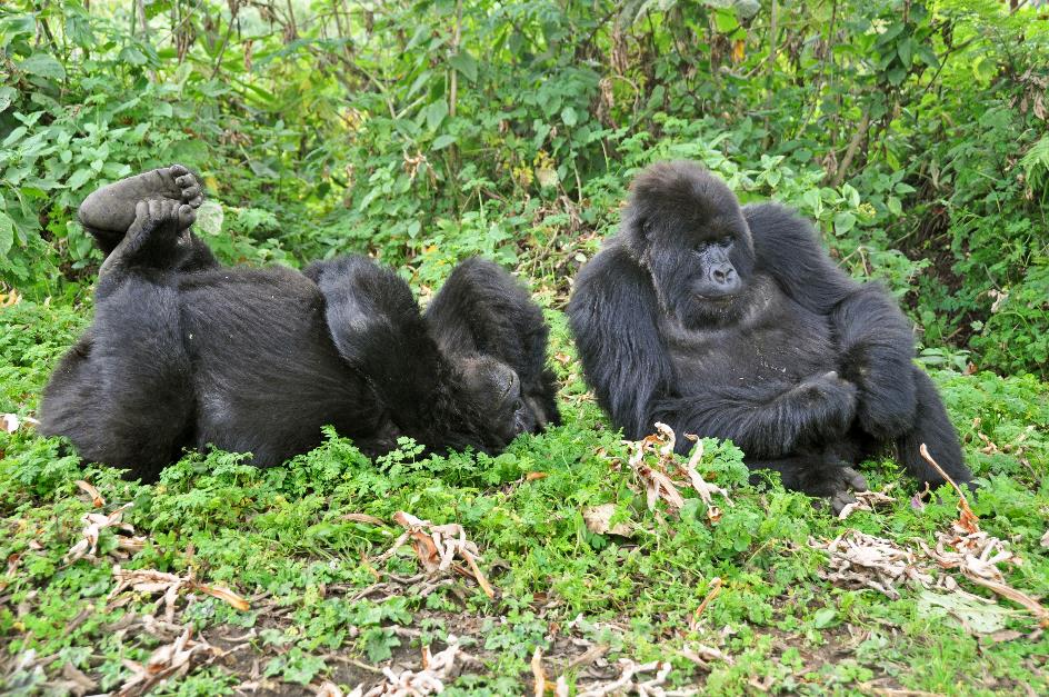 D:\DataFoto\Foto's - Reizen\2016-07-11 Oeganda - Rwanda\26 Virunga Gorilla Trekking\Best Of\OERW3621y.jpg