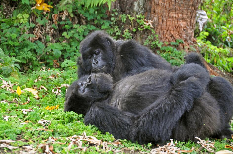 D:\DataFoto\Foto's - Reizen\2016-07-11 Oeganda - Rwanda\26 Virunga Gorilla Trekking\Best Of\OERW3633y.jpg