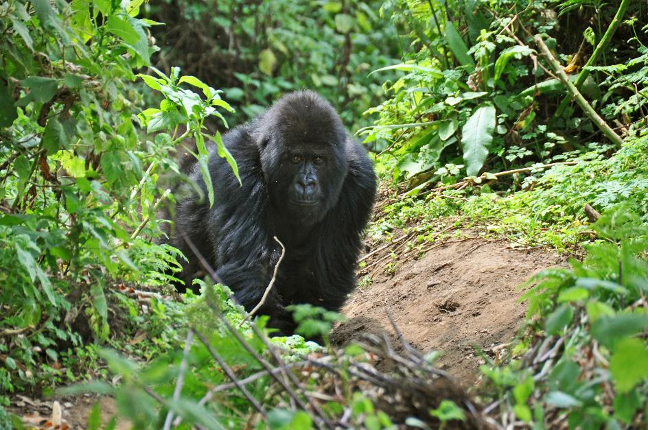 D:\DataFoto\Foto's - Reizen\2016-07-11 Oeganda - Rwanda\26 Virunga Gorilla Trekking\Best Of\OERW3633y.jpg