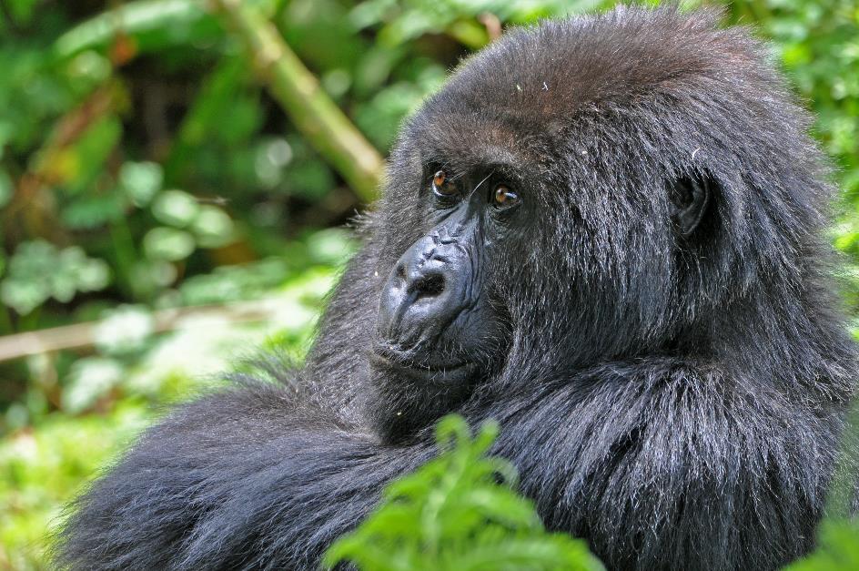 D:\DataFoto\Foto's - Reizen\2016-07-11 Oeganda - Rwanda\26 Virunga Gorilla Trekking\Best Of\OERW3640y.jpg