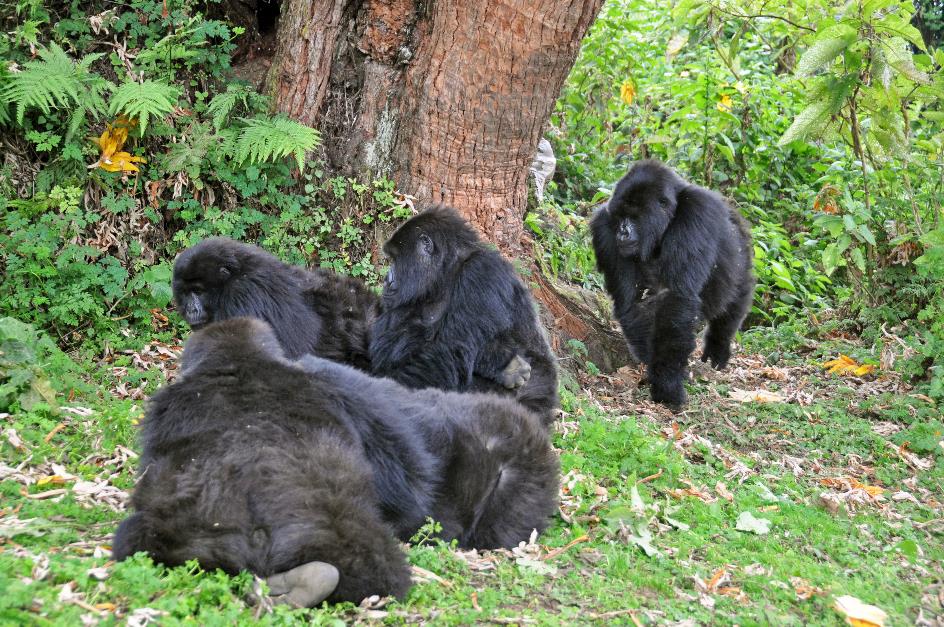 D:\DataFoto\Foto's - Reizen\2016-07-11 Oeganda - Rwanda\26 Virunga Gorilla Trekking\Best Of\OERW3667y.jpg