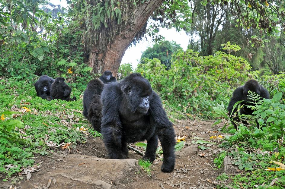 D:\DataFoto\Foto's - Reizen\2016-07-11 Oeganda - Rwanda\26 Virunga Gorilla Trekking\Best Of\OERW3667y.jpg