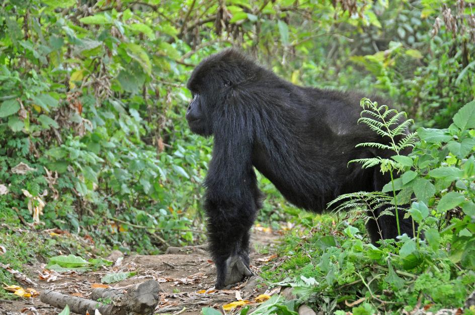 D:\DataFoto\Foto's - Reizen\2016-07-11 Oeganda - Rwanda\26 Virunga Gorilla Trekking\Best Of\OERW3684y.jpg