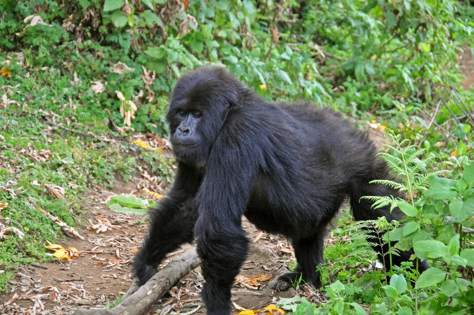 D:\DataFoto\Foto's - Reizen\2016-07-11 Oeganda - Rwanda\26 Virunga Gorilla Trekking\Best Of\OERW3706y.jpg