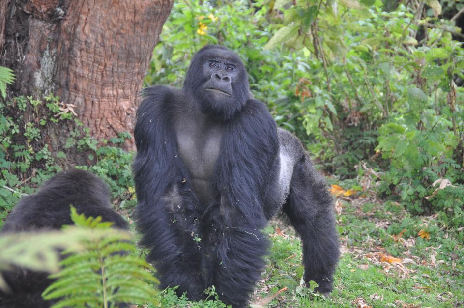 D:\DataFoto\Foto's - Reizen\2016-07-11 Oeganda Rwanda\26 Virunga Gorilla Trekking\OERW3701.JPG