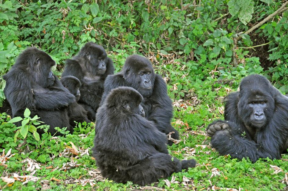 D:\DataFoto\Foto's - Reizen\2016-07-11 Oeganda Rwanda\26 Virunga Gorilla Trekking\OERW3701.JPG