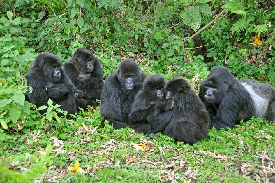 D:\DataFoto\Foto's - Reizen\2016-07-11 Oeganda - Rwanda\26 Virunga Gorilla Trekking\Best Of\OERW3719y.jpg