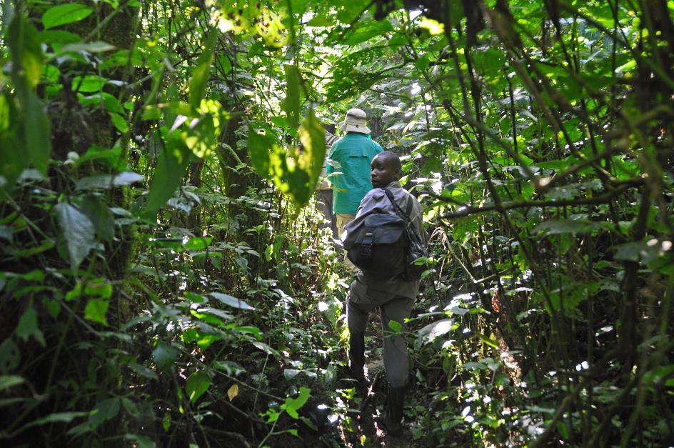 D:\DataFoto\Foto's - Reizen\2016-07-11 Oeganda - Rwanda\20 Bwindi Gorilla Trekking\Best Of\OERW2862y.jpg