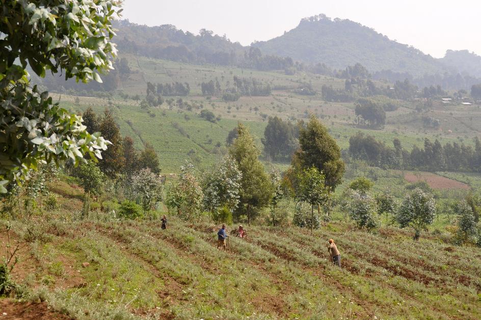 D:\DataFoto\Foto's - Reizen\2016-07-11 Oeganda - Rwanda\26 Virunga Gorilla Trekking\Best Of\OERW3370y.jpg