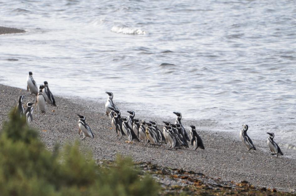 D:\DataFoto\Foto's - Reizen\2017-10-29 Patagonie\02 Punta Tombo\Werkmap\Pinguins in de verte\PAGO0383x.jpg