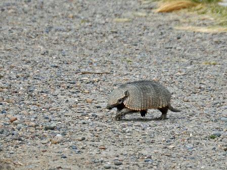 D:\DataFoto\Foto's - Reizen\2017-10-29 Patagonie\02 Punta Tombo\Best Of\PAGO0238q.jpg