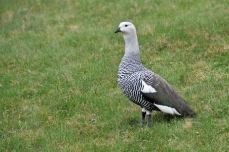 D:\DataFoto\Foto's - Reizen\2017-10-29 Patagonie\08 NP Tierra del Fuego\Best Of\PAGO1269x.jpg