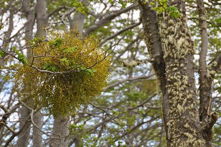 D:\DataFoto\Foto's - Reizen\2017-10-29 Patagonie\08 NP Tierra del Fuego\Best Of\PAGO1331y.jpg