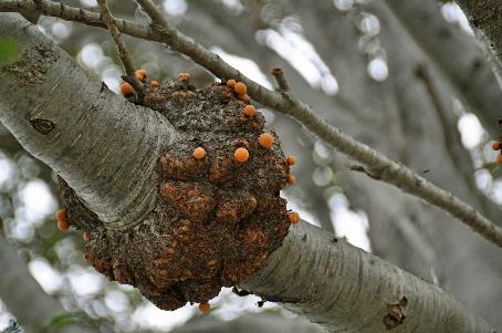 D:\DataFoto\Foto's - Reizen\2017-10-29 Patagonie\08 NP Tierra del Fuego\Best Of\PAGO1347y.jpg