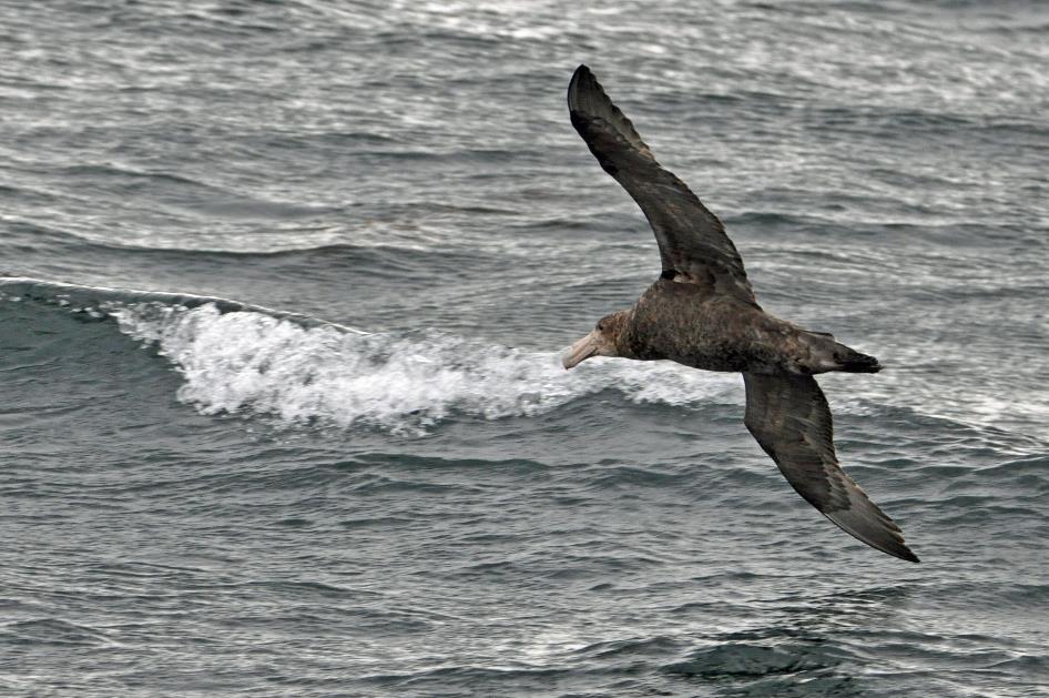 D:\DataFoto\Foto's - Reizen\2017-10-29 Patagonie\09 Beaglekanaal - Boottocht\Best Of\04 Reuzenstormvogel\PAGO1514y.jpg