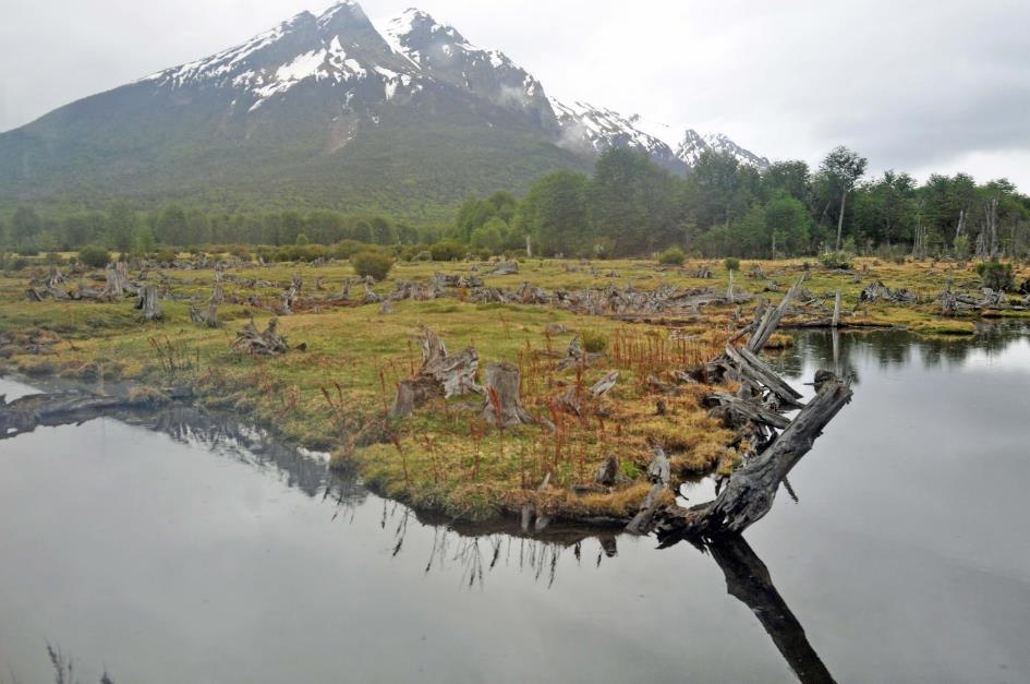 D:\DataFoto\Foto's - Reizen\2017-10-29 Patagonie\08 NP Tierra del Fuego\Best Of\PAGO1248x.jpg