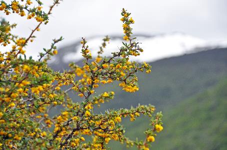 D:\DataFoto\Foto's - Reizen\2017-10-29 Patagonie\08 NP Tierra del Fuego\Best Of\PAGO1357y.jpg