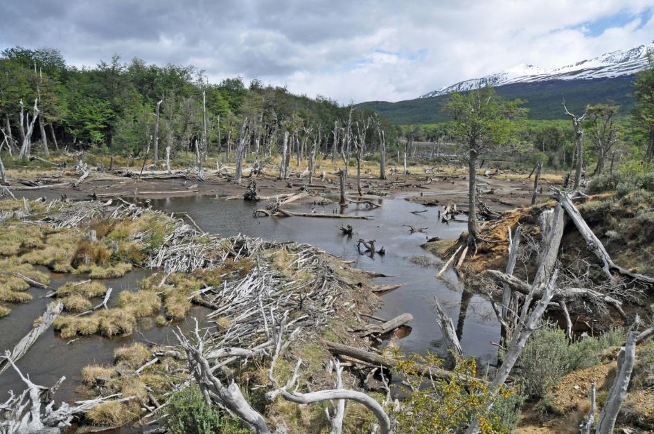 D:\DataFoto\Foto's - Reizen\2017-10-29 Patagonie\08 NP Tierra del Fuego\Best Of\PAGO1397x.jpg