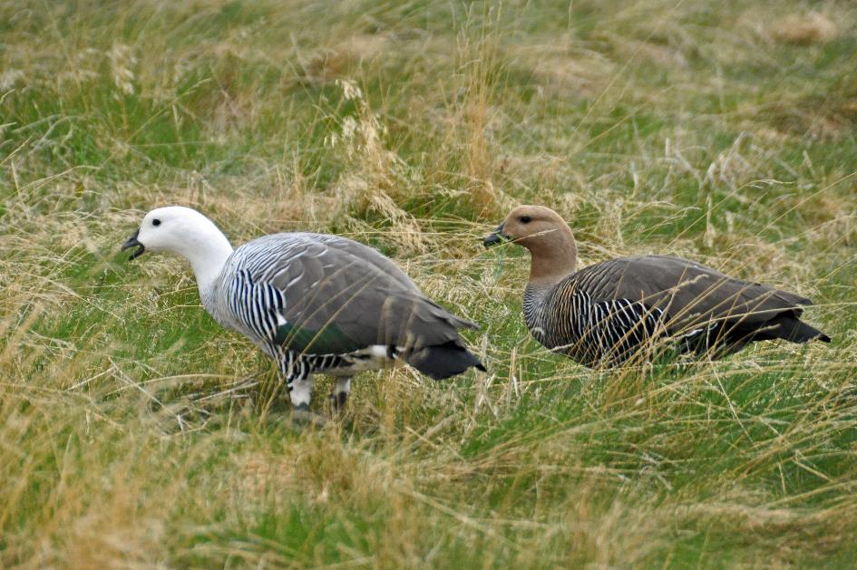 D:\DataFoto\Foto's - Reizen\2017-10-29 Patagonie\08 NP Tierra del Fuego\Best Of\PAGO1458y.jpg