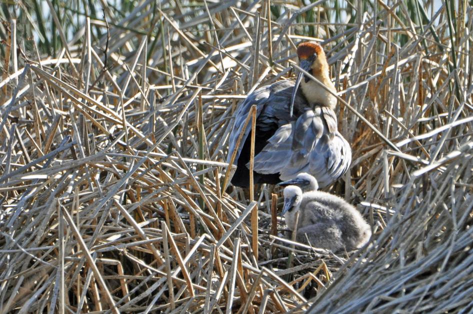 D:\DataFoto\Foto's - Reizen\2017-10-29 Patagonie\12 Laguna Nimez (herschikt)\00 Best Of\0009 Zwartmaskeribis\PAGO2681y.jpg