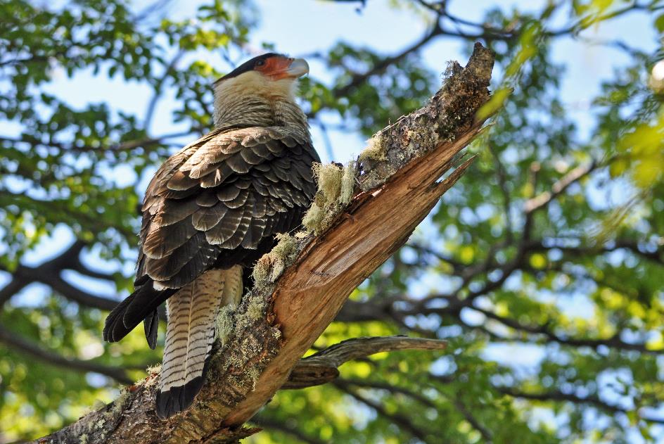 D:\DataFoto\Foto's - Reizen\2017-10-29 Patagonie\14 Perito Moreno (herschikt)\1400 Best Of\1431 Vogels\PAGO2574y.jpg