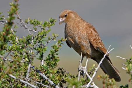 D:\DataFoto\Foto's - Reizen\2017-10-29 Patagonie\12 Laguna Nimez (herschikt)\00 Best Of\0019 Chimango\PAGO1991x.jpg