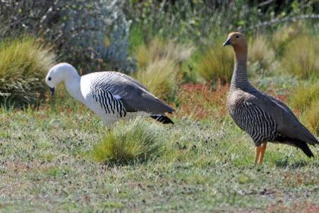 D:\DataFoto\Foto's - Reizen\2017-10-29 Patagonie\12 Laguna Nimez (herschikt)\00 Best Of\PAGO1977x.jpg