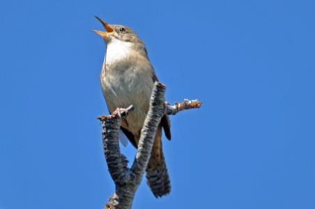 D:\DataFoto\Foto's - Reizen\2017-10-29 Patagonie\14 Perito Moreno (herschikt)\1400 Best Of\1431 Vogels\PAGO2507x.jpg