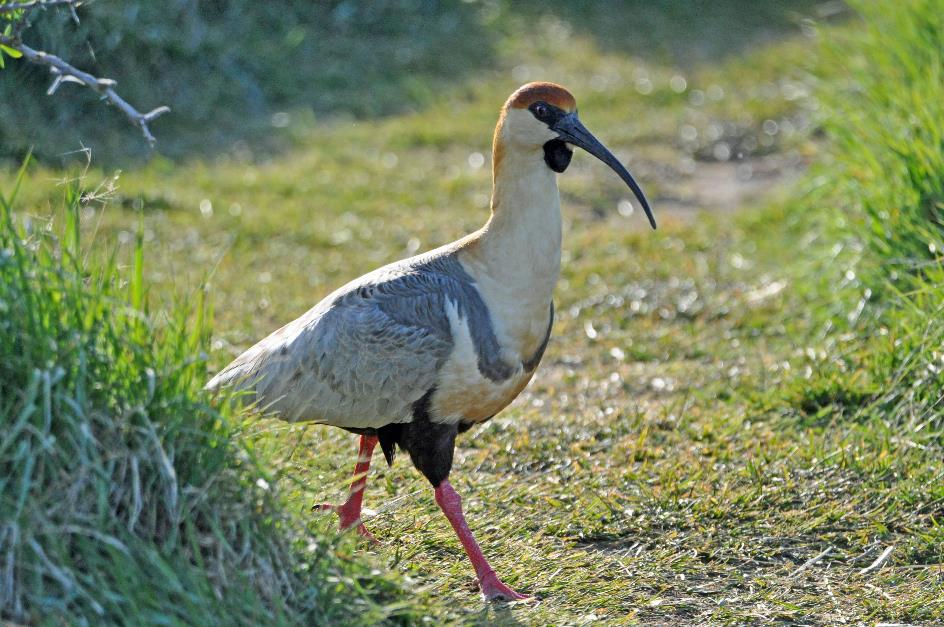 D:\DataFoto\Foto's - Reizen\2017-10-29 Patagonie\12 Laguna Nimez (herschikt)\00 Best Of\0009 Zwartmaskeribis\PAGO2753y.jpg