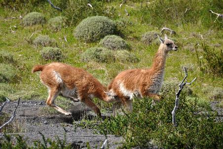 D:\DataFoto\Foto's - Reizen\2017-10-29 Patagonie\29 Mirador Los Cuernos\Best Of\PAGO3806y.jpg