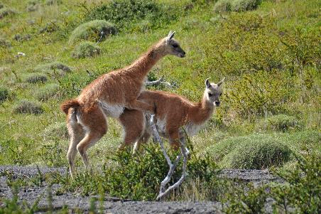 D:\DataFoto\Foto's - Reizen\2017-10-29 Patagonie\29 Mirador Los Cuernos\Best Of\PAGO3814y.jpg