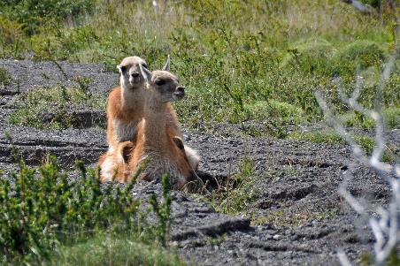 D:\DataFoto\Foto's - Reizen\2017-10-29 Patagonie\29 Mirador Los Cuernos\Best Of\PAGO3815y.jpg