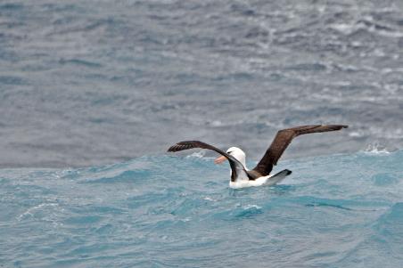 D:\DataFoto\Foto's - Reizen\2018-01-21 Antarctica (herschikt)\04 Straat Drake\Best Of\ANTA0162y.jpg