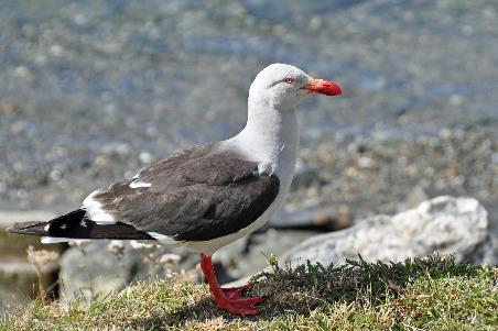 D:\DataFoto\Foto's - Reizen\2018-01-21 Antarctica (herschikt)\01 Ushuaia\Best Of\ANTA0045y.jpg