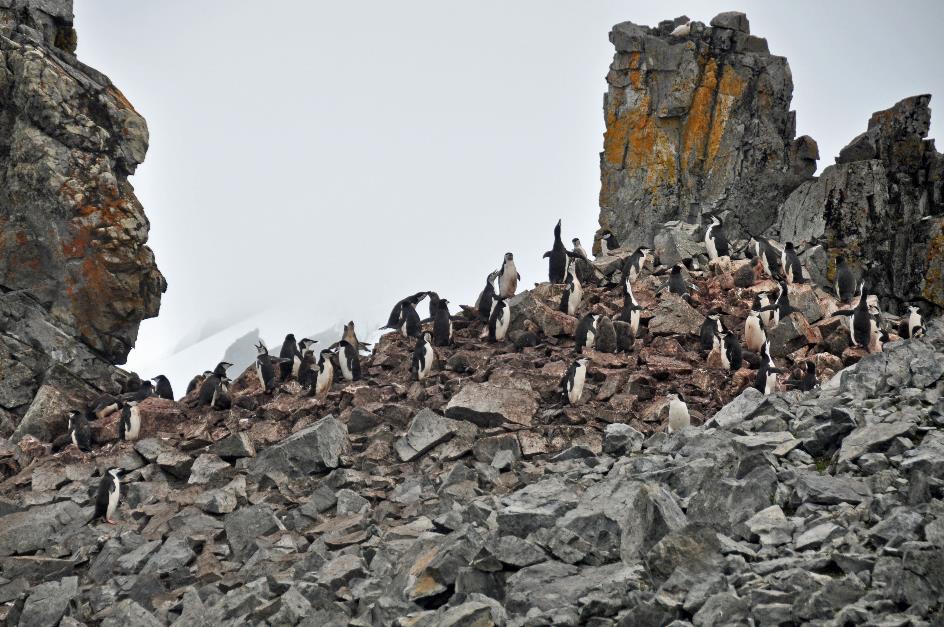 D:\DataFoto\Foto's - Reizen\2018-01-21 Antarctica (herschikt)\06 Half Moon Island\Best Of\ANTA0459y.jpg