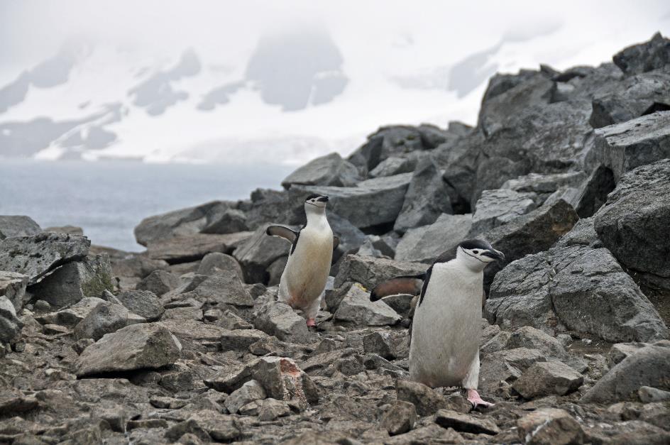 D:\DataFoto\Foto's - Reizen\2018-01-21 Antarctica (herschikt)\06 Half Moon Island\Best Of\ANTA0516y.jpg