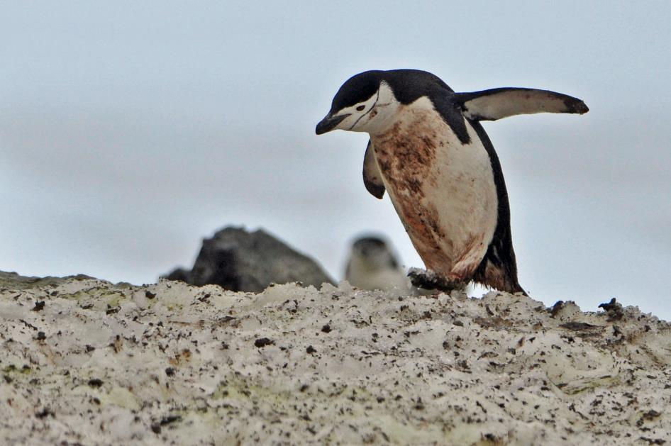 D:\DataFoto\Foto's - Reizen\2018-01-21 Antarctica (herschikt)\06 Half Moon Island\Best Of\ANTA0466y.jpg