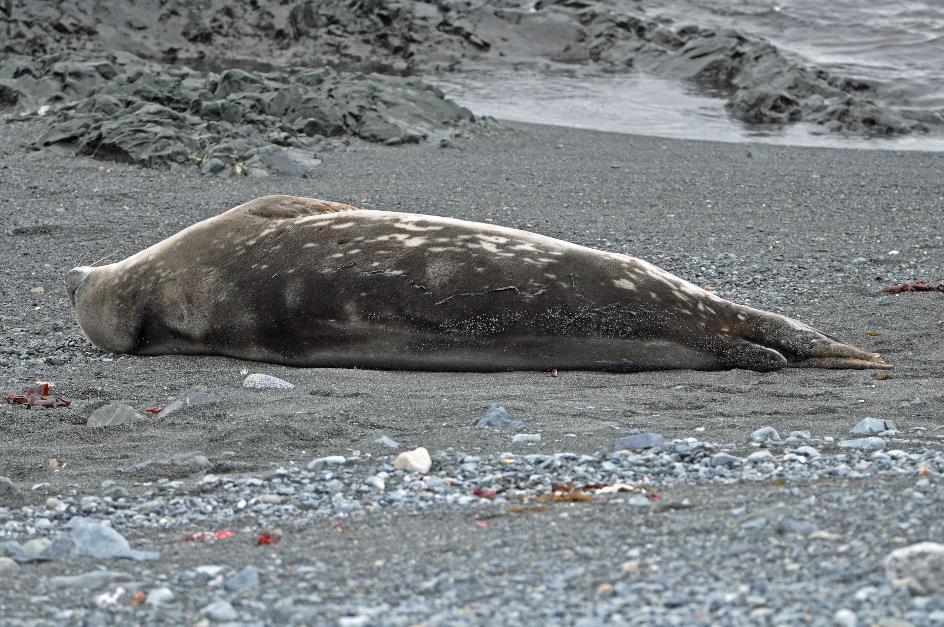 D:\DataFoto\Foto's - Reizen\2018-01-21 Antarctica (herschikt)\06 Half Moon Island\Best Of\ANTA0529y.jpg