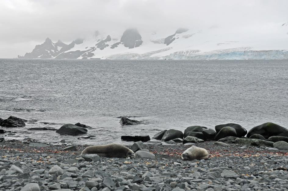 D:\DataFoto\Foto's - Reizen\2018-01-21 Antarctica (herschikt)\06 Half Moon Island\Best Of\ANTA0541y.jpg